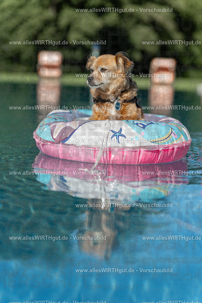 Hundeschwimmen_Volksbad_2026-allesWIRTHgut_Tierfotografie-2609061048-095844-7R509227 | Professionelle Tierfotografie in Mönchengladbach von Daniel Wirth (allesWIRTHgut). Liebevolle & natürliche Bilder von Hunden & Katzen für unvergessliche Erinnerungen.