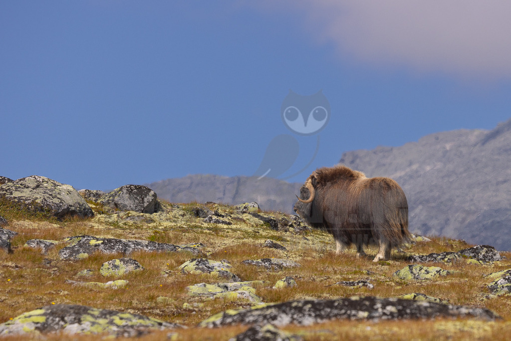 R5NF2749_20240802 | Die wild lebenden Moschusochsen sind eine der Hauptattraktionen des Dovrefjell-Nationalparks an der Grenze zwischen Süd- und Mittelnorwegen. Sie gehören zu den wenigen Tieren, die es in Europa gibt und lassen sich bei einem Besuch des Nationalparks gut beobachten. Rund 80 bis 100 Tiere leben im Westen des Parks in der kargen, kalten Fjellregion, die sie auf der Suche nach ihren Nahrungspflanzen durchstreifen.  - Realisiert mit Pictrs.com