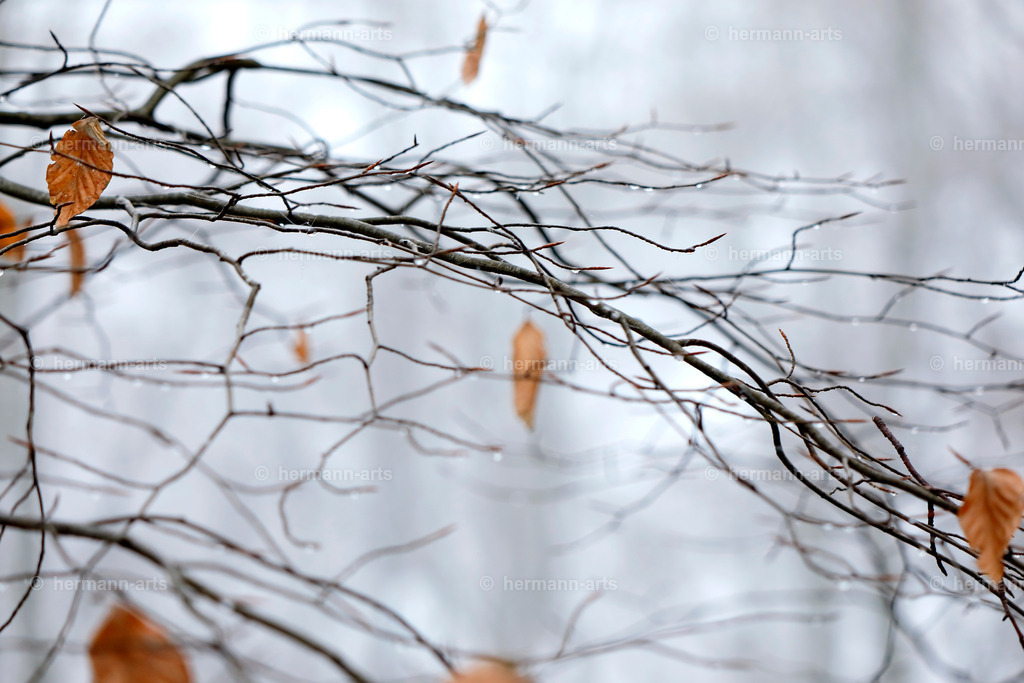 Nature-Arts-011 | Photo Foto Kunst Art schwarzweiss Bilder Rheine Münster Berlin Blumen 
