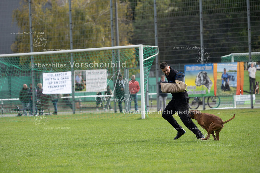 _16A7025 | Einzigartige Fotos von Hunden & Menschen –Actionfotos, Portraits, Vereinsaufnahmen & Paarshootings – authentisch, lebendig & mit Herz.