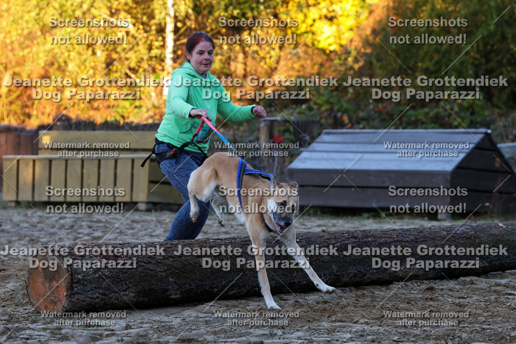 Dog Paparazzi - Strongdog 10-25-426 | Dog Paparazzi Jeanette Grottendiek Fotografie & Videografie - Realisiert mit Pictrs.com