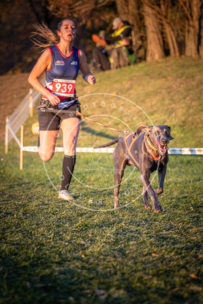 CaniXpix_0L8A1878 | Hundefotografie, Tierfotograf, Pfotenfotografie, Fotoshooting Hund, Hunde Portrait, Hundesport, Hundeportraits, Heideshooting, Hunde, Sportfotograf, Hundefotograf, Turnierhundsport, THS,  - Realisiert mit Pictrs.com