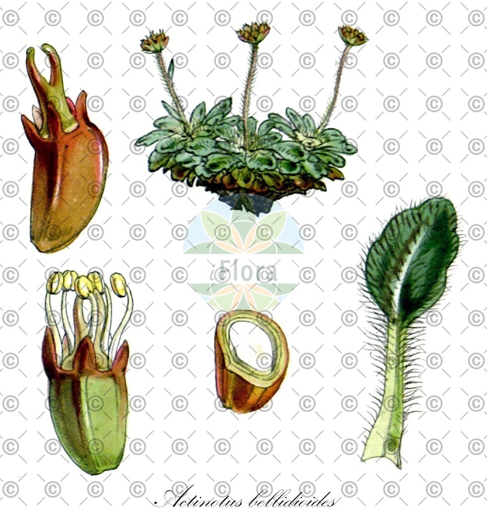 HistAbb_wfo-0000519606_1_ENZY_Simple | Historische Abbildung von Actinotus bellidioides - Apiaceae | Historical Illustration of Actinotus bellidioides - Apiaceae