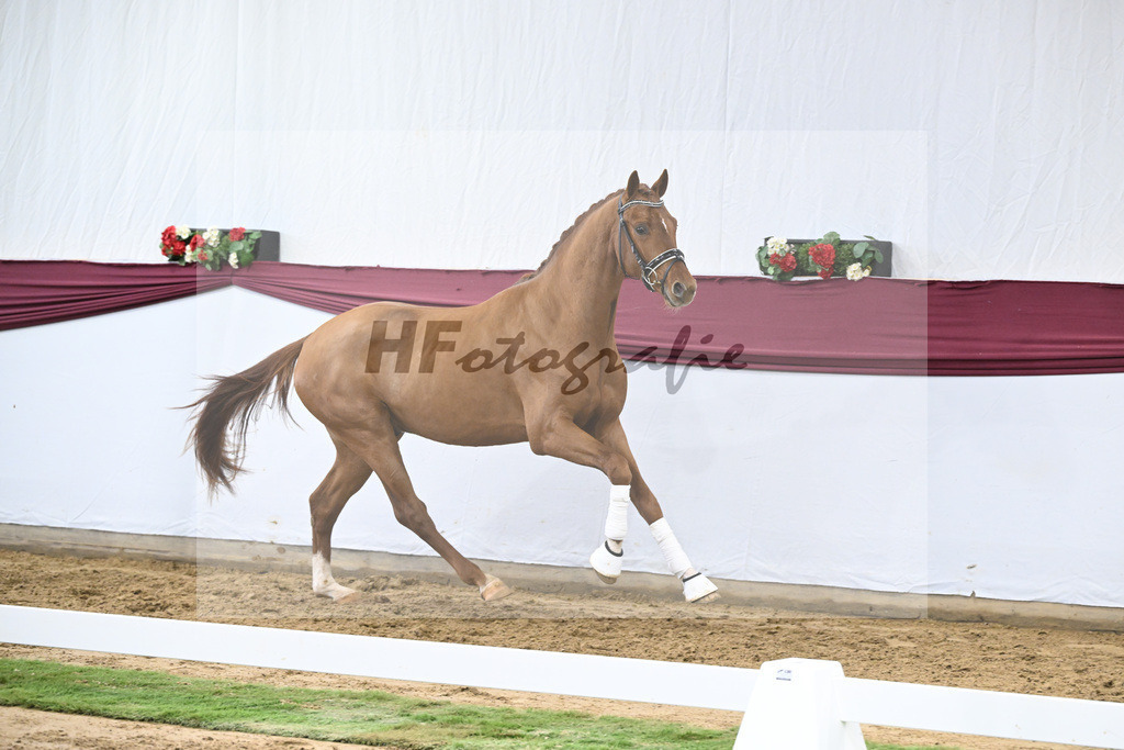 Kat-Nr. 19 My Blue Hors Santiano x Franklin_Denise Meier_47250557 | hf-fotografie - Realisiert mit Pictrs.com