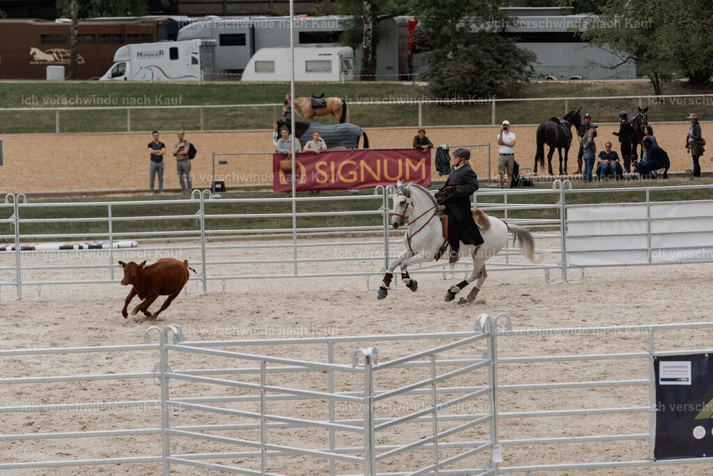 WE__Stoib_Rinder_PI2025_3095 | Pferd International München 2025