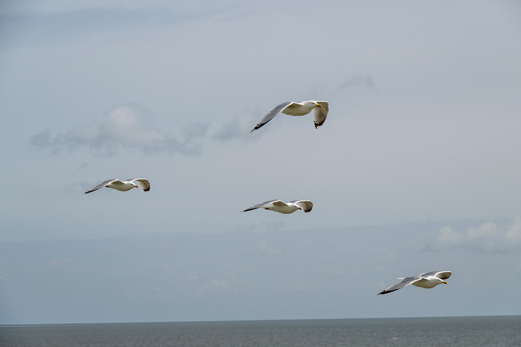260606_Texel_9640_mr | Entdecke exklusive Fotografie im muebri Shop: Stimmungsvolle Motive  Naturaufnahmen und mehr. Jetzt hochwertige Wandbilder und Fotoabzüge online kaufen! - Realisiert mit Pictrs.com