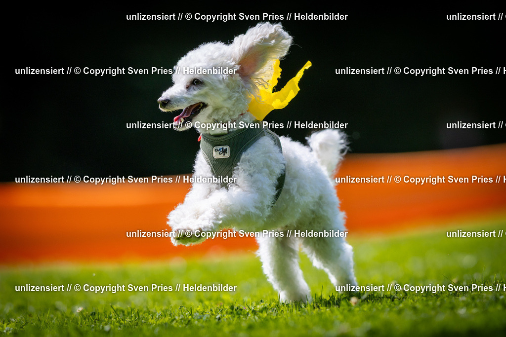 Sven Pries | 2025-08-10 - Hunderennen Durlach - Realisiert mit Pictrs.com