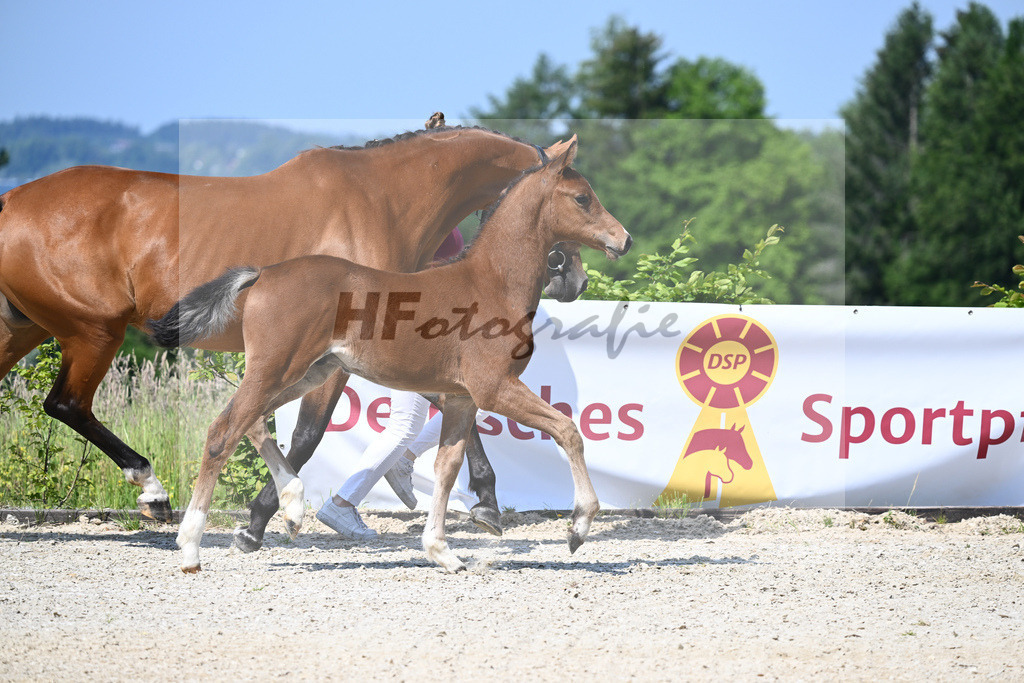 Kat-Nr. 5 HF Esmeraldo_Haarmann_15230060 | hf-fotografie - Realizzato con Pictrs.com