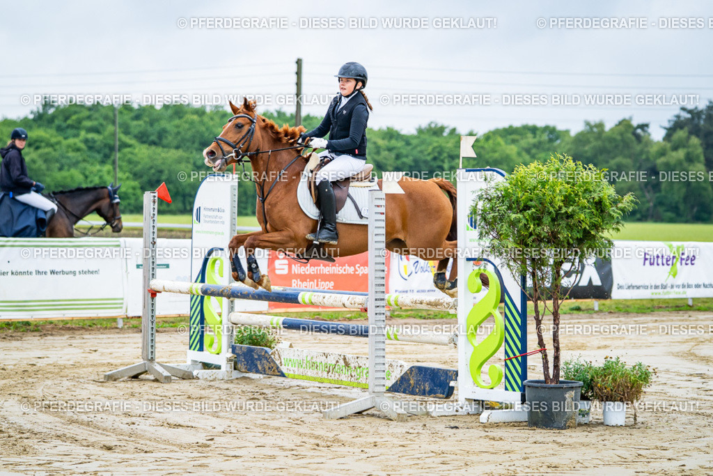 DSC01580 | Pferdegrafie