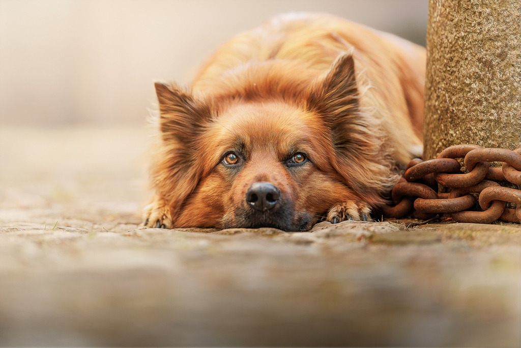 Hundefotografie in der Natur Outdoor  | Hundefotografie in Bremen Nord Blumenthal von Nickbest Hundefotografie