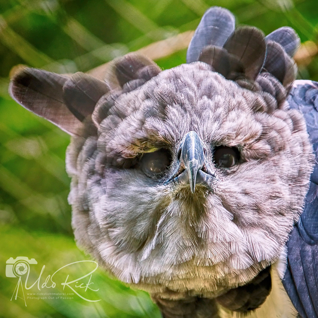 Harpyie2 | Entdecken Sie Fotografie aus Leidenschaft: Auftragsfotografie, HD-Fotos, Geschenkartikel aus Ihren Bildern und vieles mehr. Beauftragen Sie uns für besondere Momente!