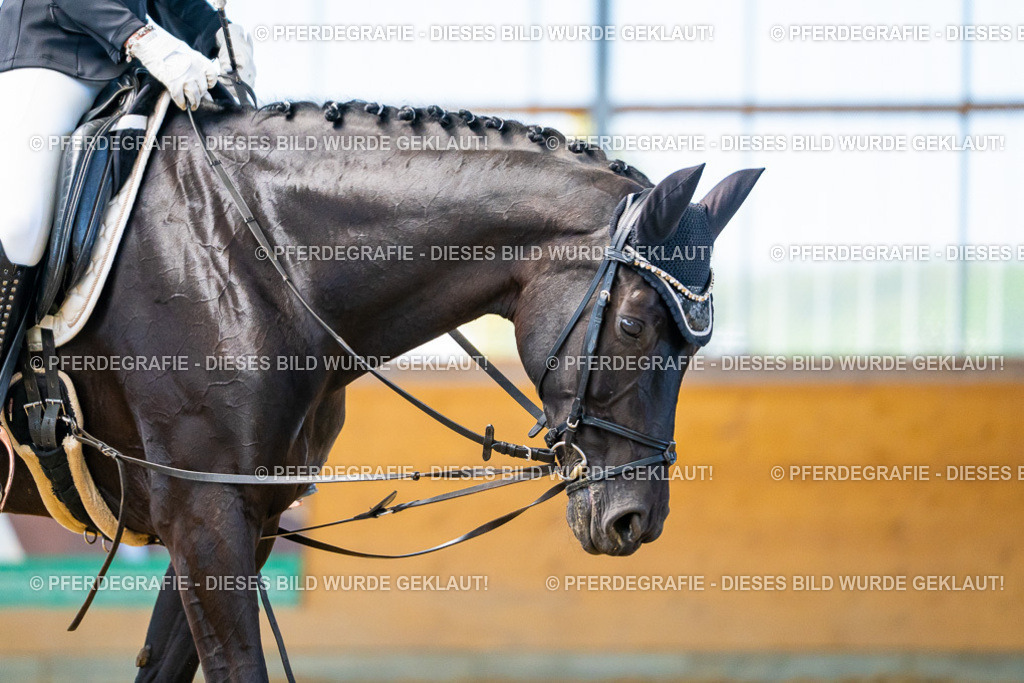 DSC09412 | Pferdegrafie