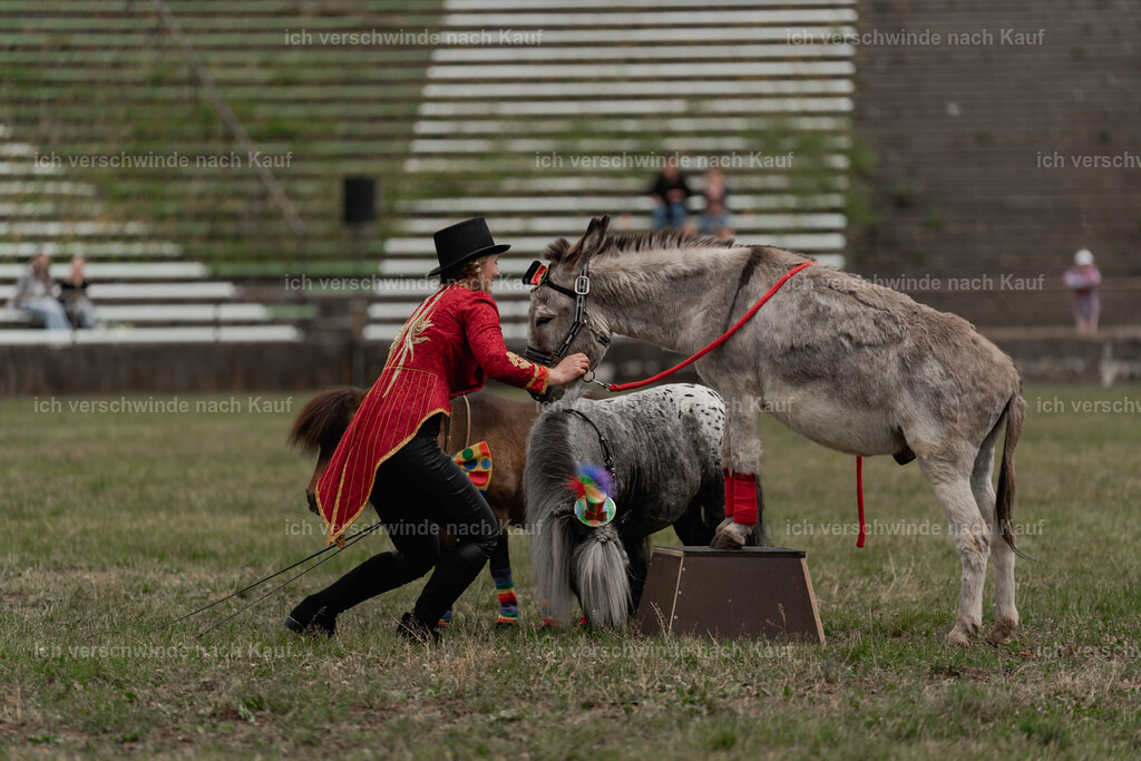 Showprogramm-272 | working equitationturnier fotograf videograf stoibphotography marixx film working equitation deutschland reitsport turnierfotografie eventfotografie equestrian events