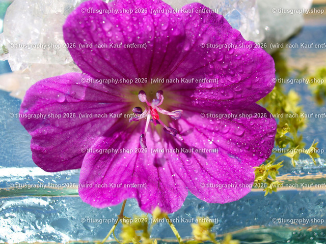 titusgraphy_P6261780-vz-ln | OLYMPUS DIGITAL CAMERA - Realisiert mit Pictrs.com