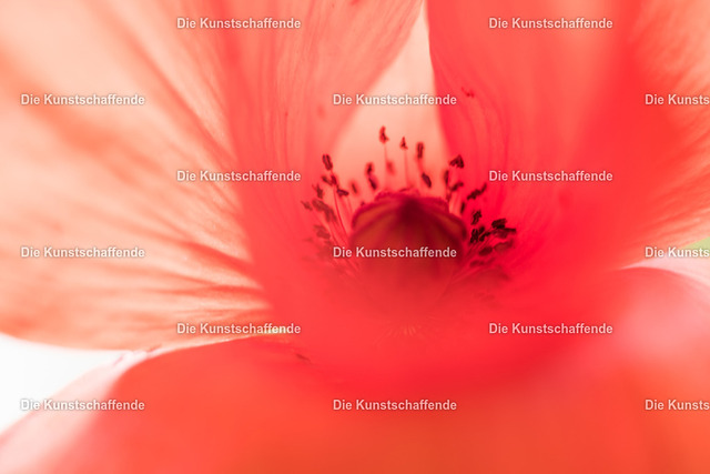 Manuela Strombach-Gauss-0149 | Kunstdruck-Postkarten von, analog und digital, handgemalten Postkarten und Bildern.
Außerdem Fotoprodukte in verschiedenen Ausführungen.
 - Realisiert mit Pictrs.com