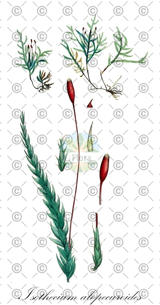 HistAbb_wfo-0000218107_1_ENZY_Simple | Historische Abbildung von Isothecium alopecuroides - Lembophyllaceae | Historical Illustration of Isothecium alopecuroides - Lembophyllaceae