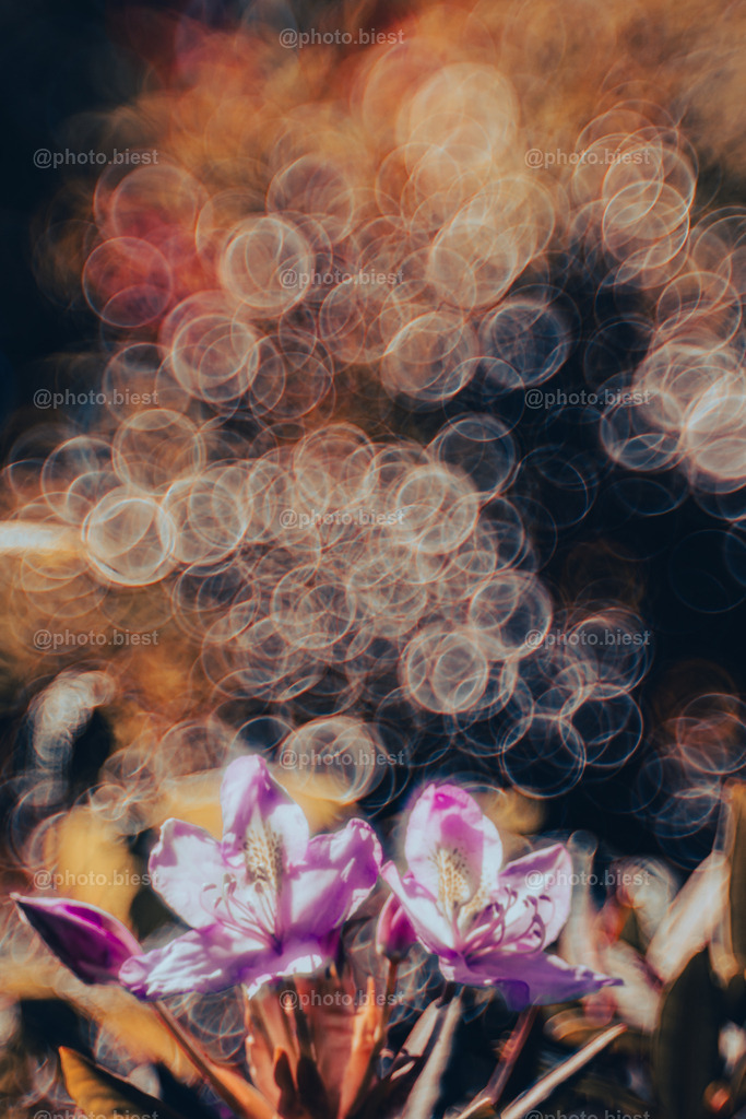 Konfettikanonen | Pinke Blüten und feurige Bubbles. - Realisiert mit Pictrs.com