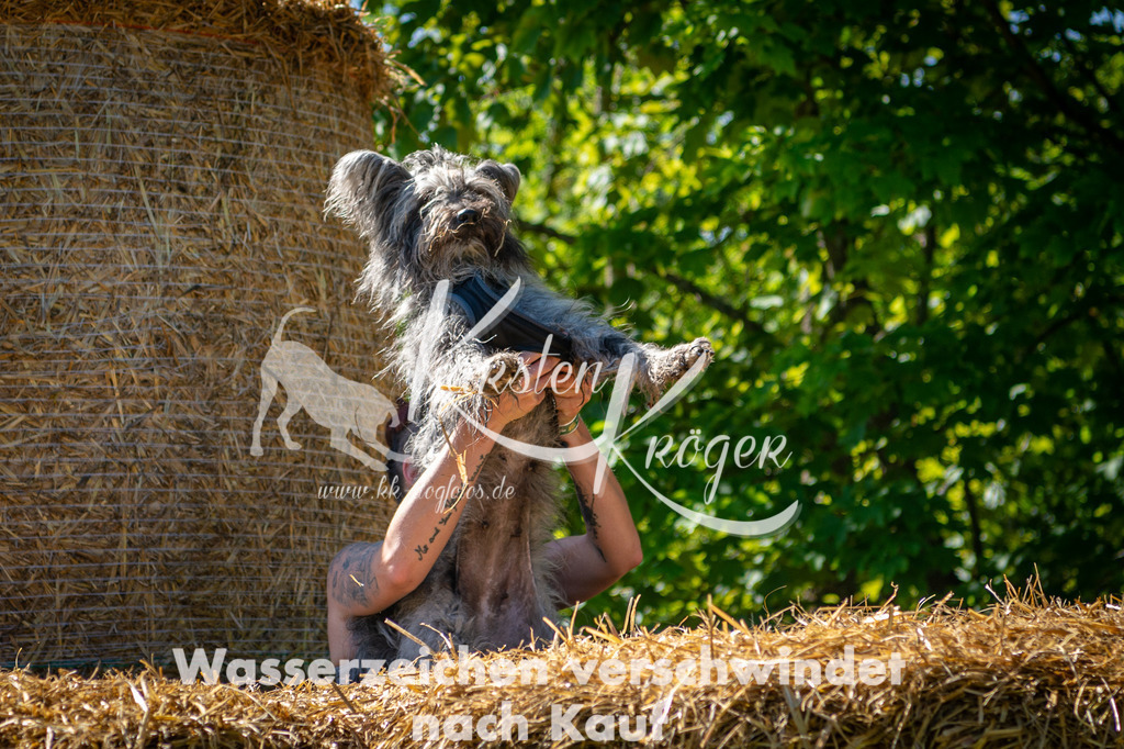 1021STR_5371 | kk-dogfotos