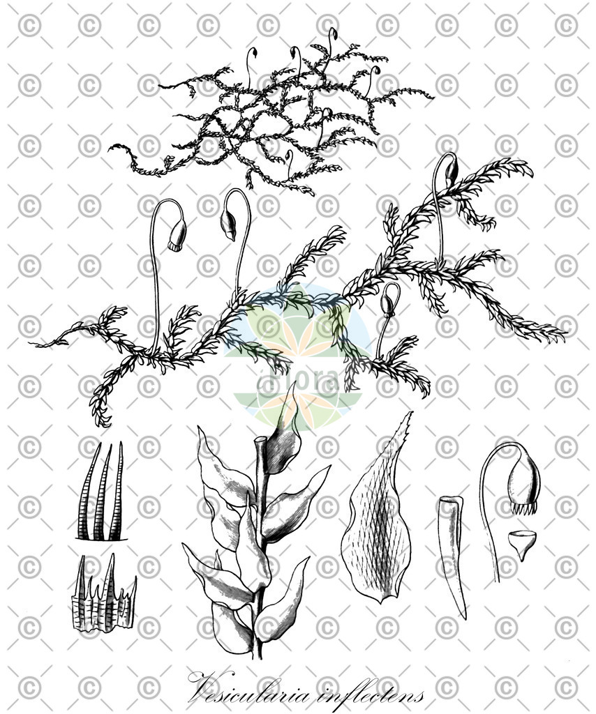 HistAbb_wfo-1000008109_1_ENZY_Simple | Historische Abbildung von Vesicularia inflectens - Hypnaceae | Historical Illustration of Vesicularia inflectens - Hypnaceae