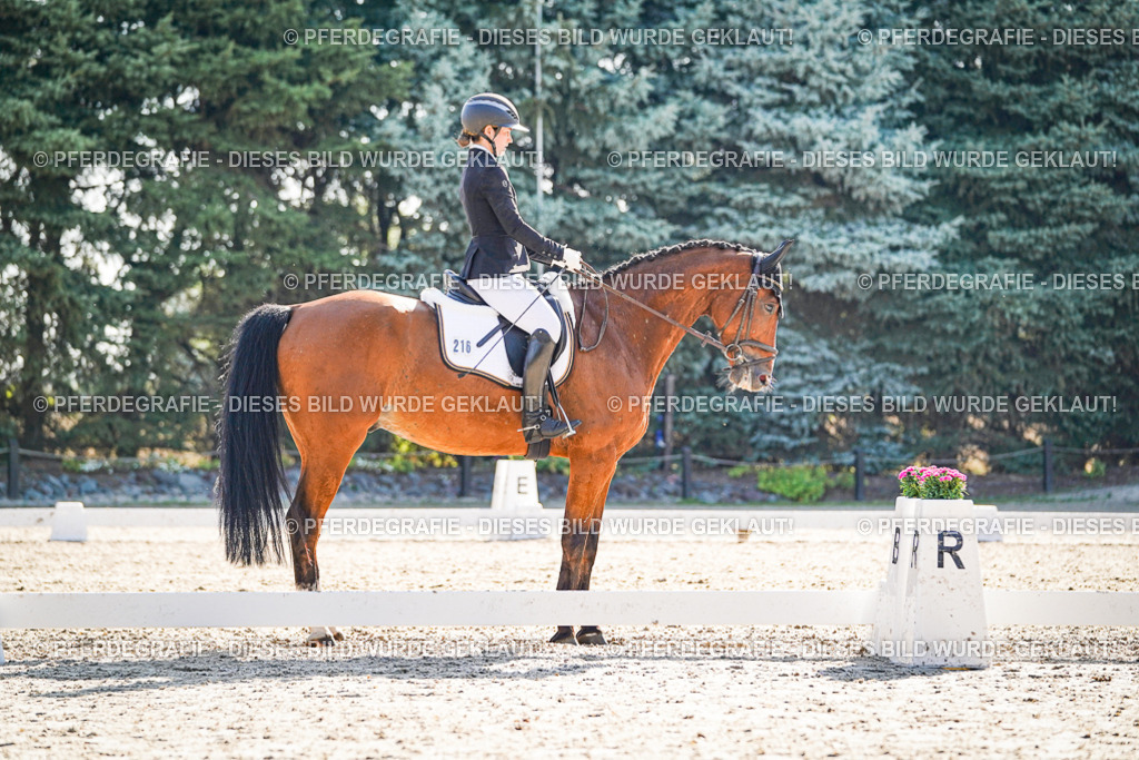 DSC09679 | Pferdegrafie