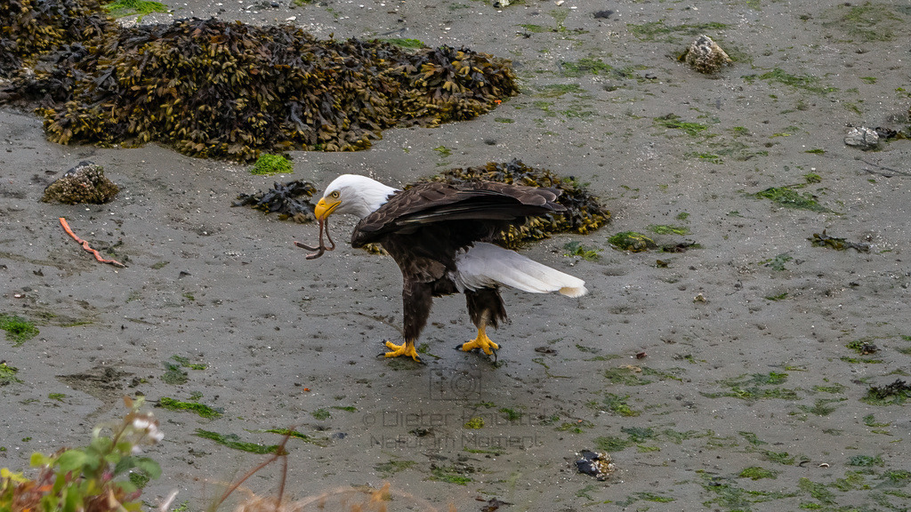 P1628378-Bearbeitet-2023-LR | Natur im Moment - Realisiert mit Pictrs.com