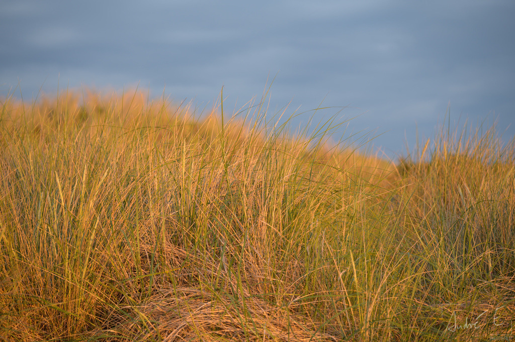 Dünengrass | Online Foto-Shop von André Engelhardt, Filmemacher und Fotograf. Fine Art Prints, Kunstdrucke, Fotogeschenke, Souvenirs von Mosel, Rhein und mehr. 