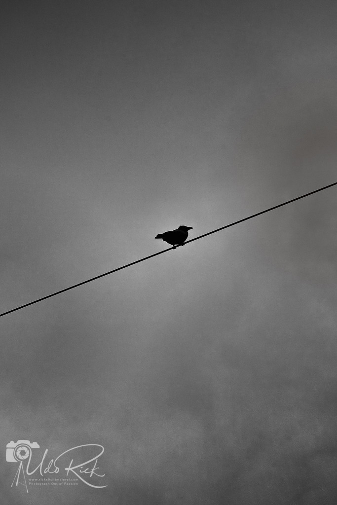 Raben_Silhouette | Entdecken Sie Fotografie aus Leidenschaft: Auftragsfotografie, HD-Fotos, Geschenkartikel aus Ihren Bildern und vieles mehr. Beauftragen Sie uns für besondere Momente!