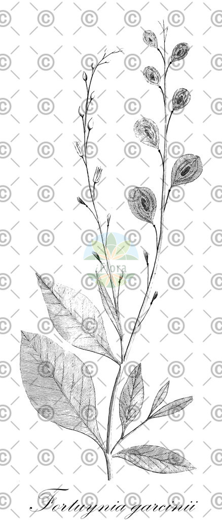 HistAbb_wfo-0001196311_1_ENZY_Simple | Historische Abbildung von Fortuynia garcinii - Brassicaceae | Historical Illustration of Fortuynia garcinii - Brassicaceae