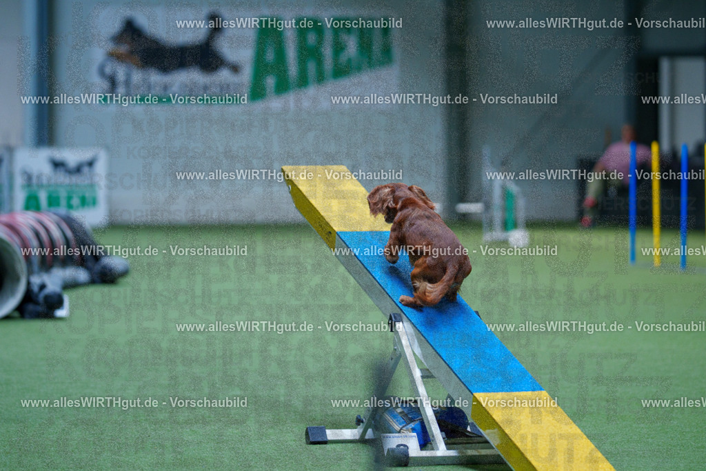 @allesWIRTHgut_Tierfotografie - www.allesWIRTHgut.de - 2604251446-7R505480 | Professionelle Tierfotografie in Mönchengladbach von Daniel Wirth (allesWIRTHgut). Liebevolle & natürliche Bilder von Hunden & Katzen für unvergessliche Erinnerungen.