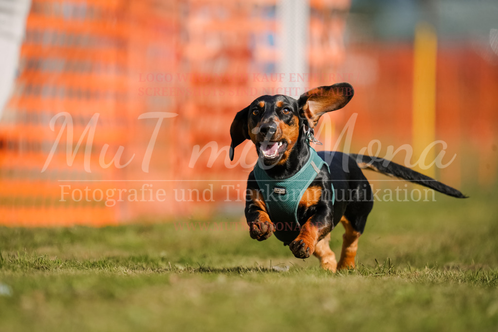 20250928_Hunderennen-256 | MuT (Mensch und Tier) mit Mona - Fotografie und Tierkommunikation - Realisiert mit Pictrs.com