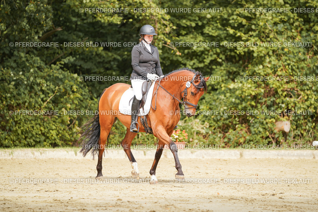 DSC01916 | Pferdegrafie