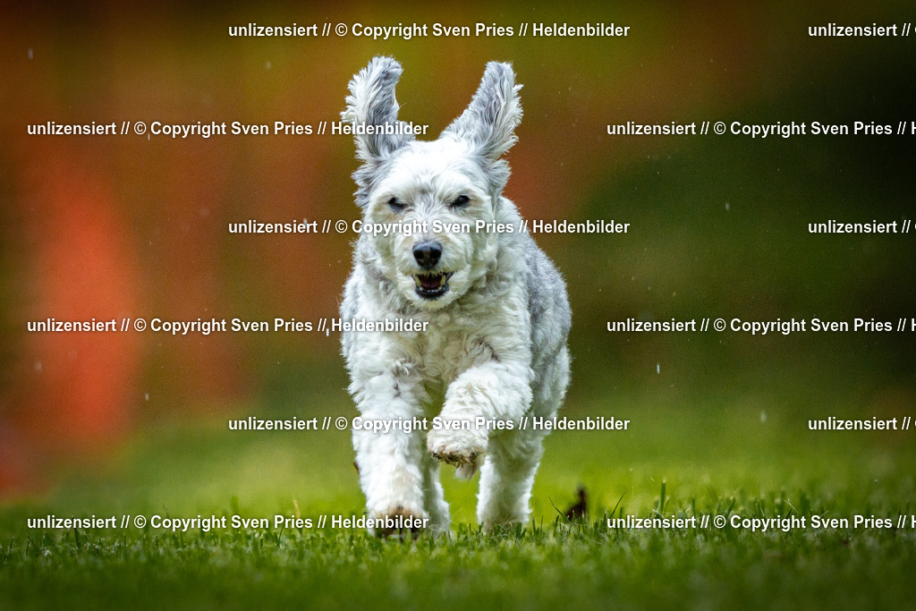 Sven Pries | 2025-09-21 - Hunderennen Baden-Oos - Realisiert mit Pictrs.com