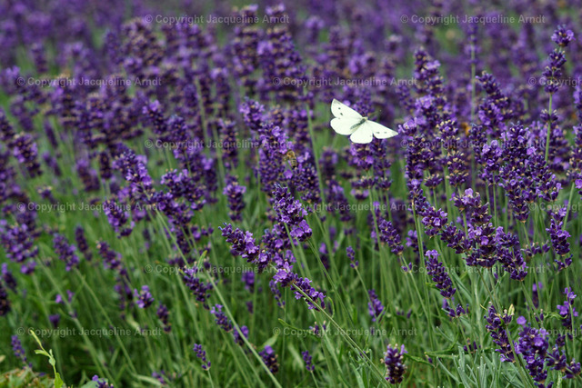 Lavendel | Fotografie Photography Dresden Photoshooting  Fotoshooting Fotografin Dresdencity Bilder  Foto Dresdenvideos Kalender Postkarten Bilderdownload Portrait Hochzeitsfotografie Familienfotos Bewerbungsbilder Studiofotografie Fotograf Dresdenbilder Business - Realisiert mit Pictrs.com