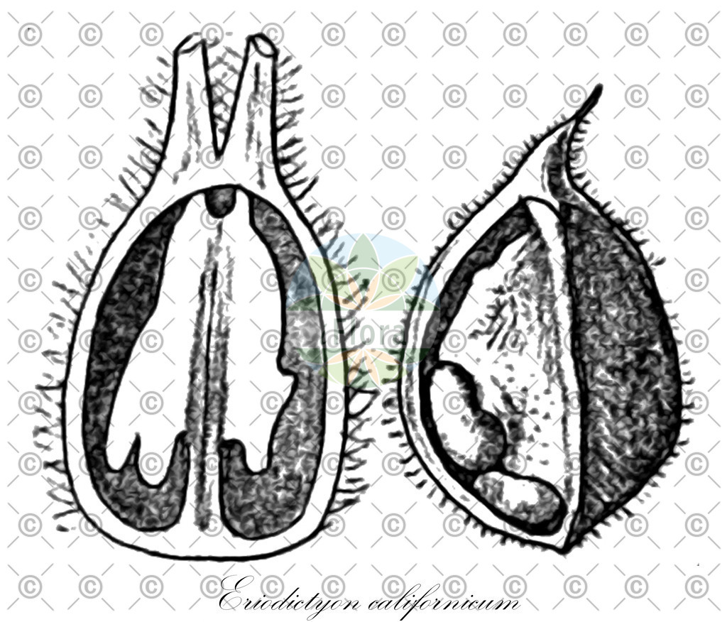 HistAbb_wfo-0000674613_1_ENZY_Simple | Historische Abbildung von Eriodictyon californicum - Boraginaceae | Historical Illustration of Eriodictyon californicum - Boraginaceae