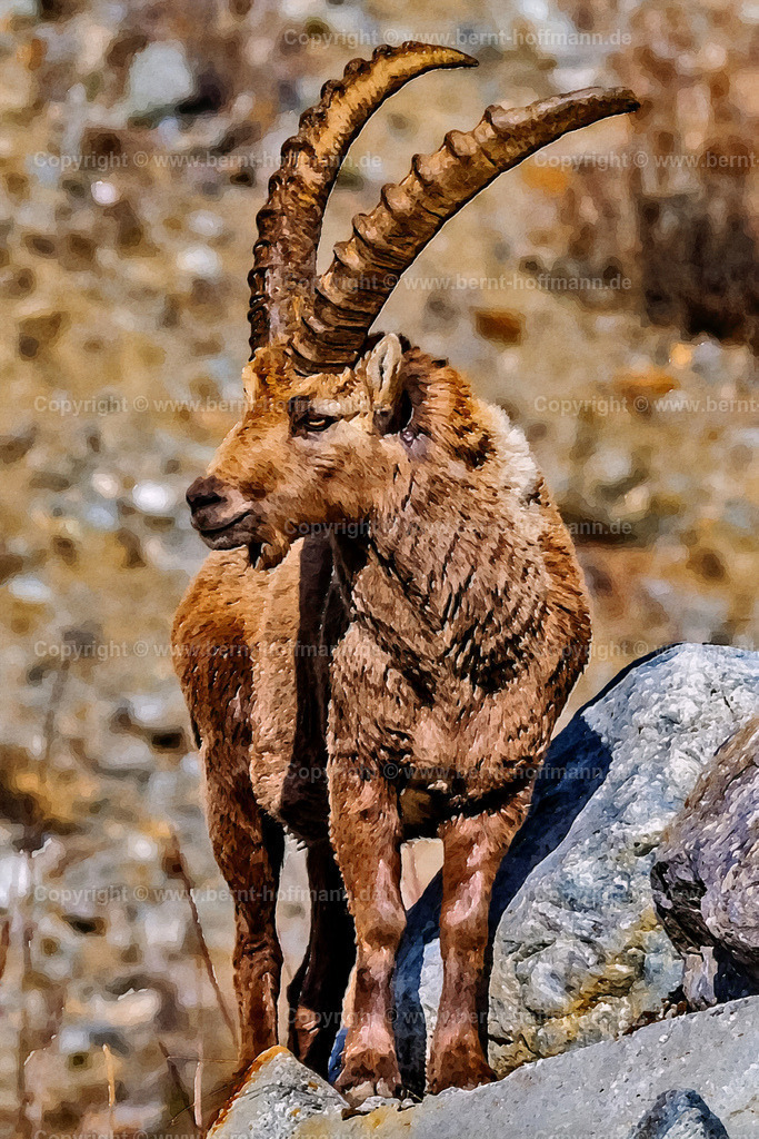 PAD2_RH_Steinbock01_80x120 | DIGITALKUNST. Steinbock - nahe Pontresina im Engadin.
__ Das Basisfoto für dieses malerisch verwandelte Werk hat der Schweizer Hobbyfotograf Rene Hinder gemacht und es Bernt Hoffmann für dessen Kunstpart zur Verfügung gestellt. - Realisiert mit Pictrs.com