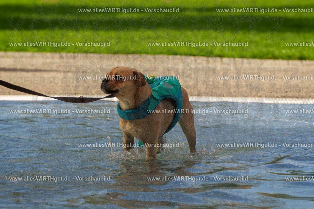 Hundeschwimmen_Grefrath_2026-allesWIRTHgut_Tierfotografie-13_30-FAY00642 | Professionelle Tierfotografie in Mönchengladbach von Daniel Wirth (allesWIRTHgut). Liebevolle & natürliche Bilder von Hunden & Katzen für unvergessliche Erinnerungen.