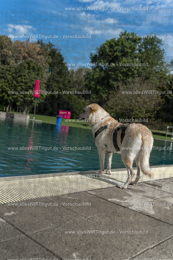 Hundeschwimmen_Volksbad_2026-allesWIRTHgut_Tierfotografie-2609061553-7R502017 | Professionelle Tierfotografie in Mönchengladbach von Daniel Wirth (allesWIRTHgut). Liebevolle & natürliche Bilder von Hunden & Katzen für unvergessliche Erinnerungen.