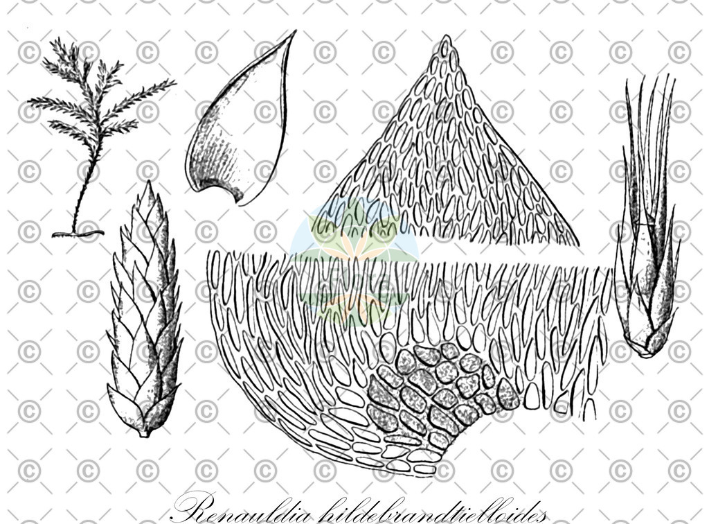 HistAbb_wfo-0000049457_1_ENZY_Simple | Historische Abbildung von Renauldia hildebrandtielloides - Pterobryaceae | Historical Illustration of Renauldia hildebrandtielloides - Pterobryaceae