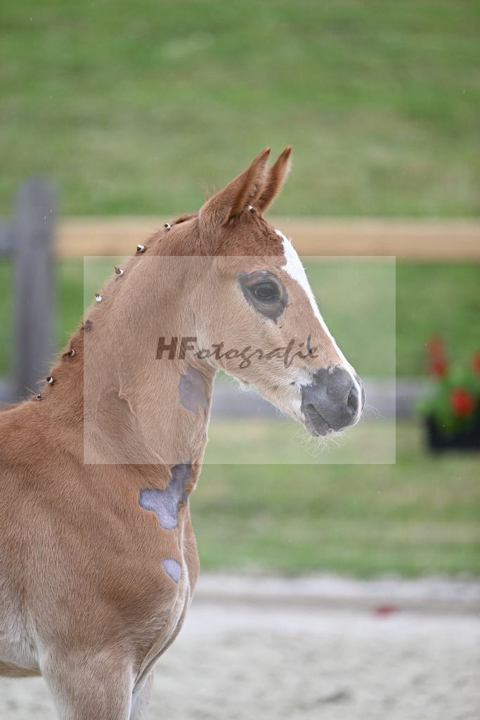 Kat-Nr. 54 HF D-Gold AT_Schober_17231260 | hf-fotografie - Realisiert mit Pictrs.com