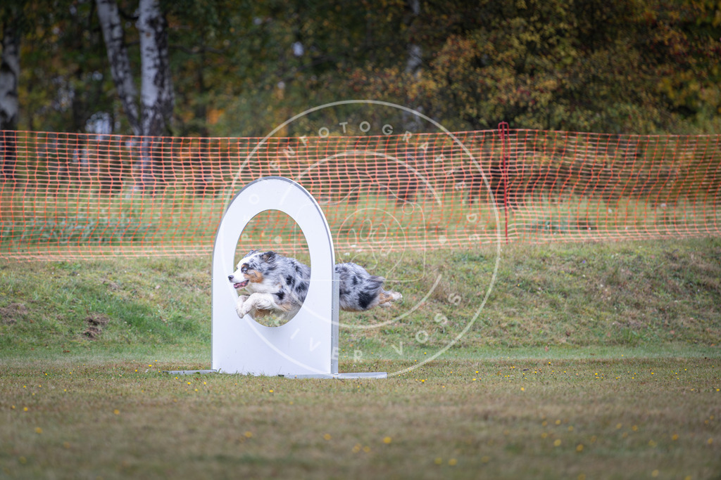 Pfotenfotografie_DV3A0464 | Hundefotografie, Tierfotograf, Pfotenfotografie, Fotoshooting Hund, Hunde Portrait, Hundesport, Hundeportraits, Heideshooting, Hunde, Sportfotograf, Hundefotograf, Turnierhundsport, THS,  - Realisiert mit Pictrs.com