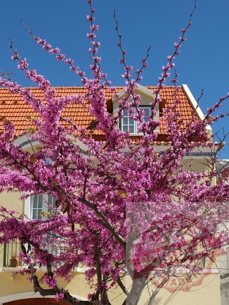 Judas tree blooming with pink blossoms in spring | Judas tree branches featuring vibrant pink blossoms with a house and blue sky in background - Realized with Pictrs.com