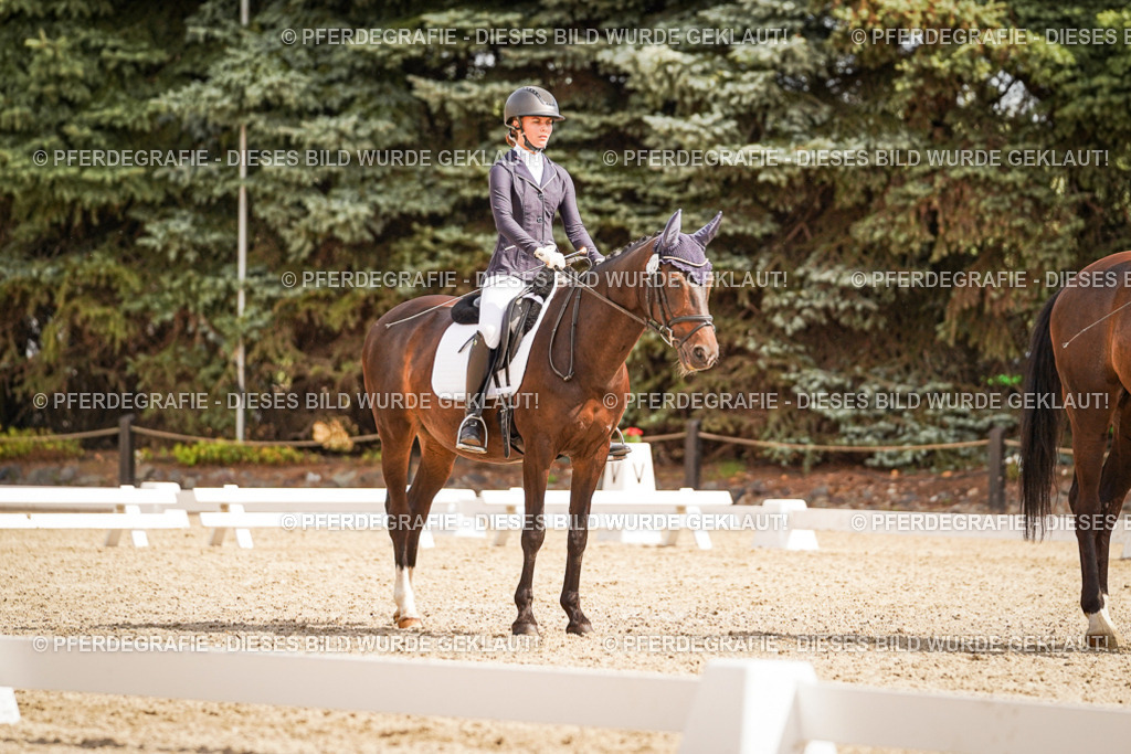 DSC01510 | Pferdegrafie