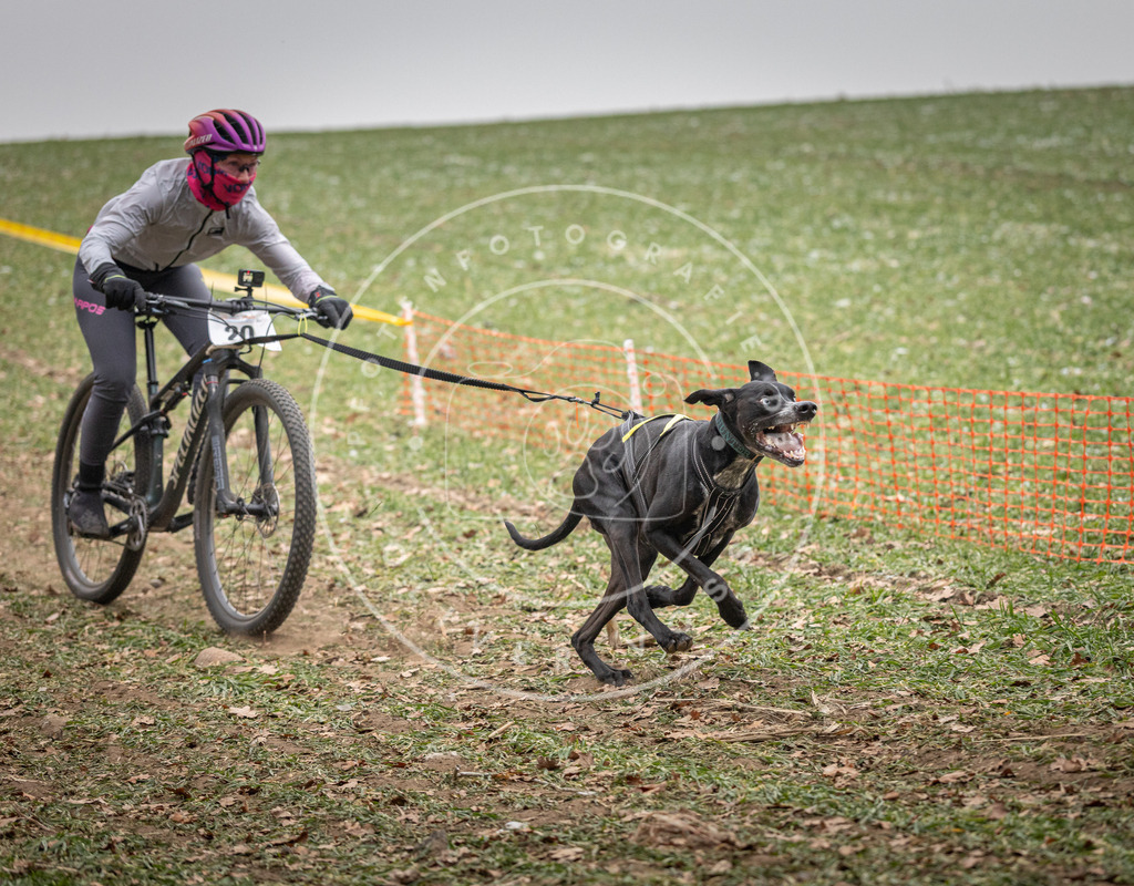 Pfotenfotografie_DV3A2316 | Hundefotografie, Tierfotograf, Pfotenfotografie, Fotoshooting Hund, Hunde Portrait, Hundesport, Hundeportraits, Heideshooting, Hunde, Sportfotograf, Hundefotograf, Turnierhundsport, THS,  - Realisiert mit Pictrs.com