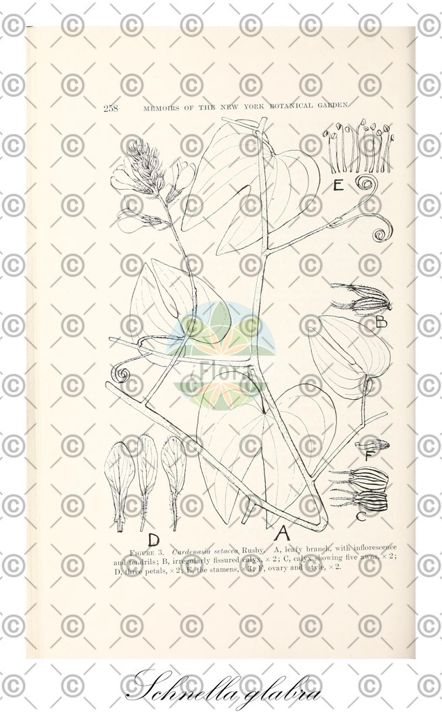 HistAbb_wfo-0000898380_1_ENZY_Simple | Historische Abbildung von Schnella glabra - Fabaceae | Historical Illustration of Schnella glabra - Fabaceae