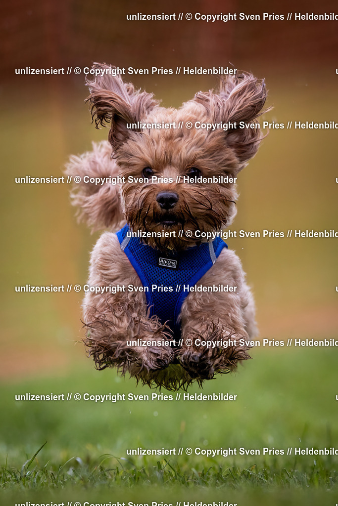 Sven Pries | 2024-04-21 - Hunderennen Baden-Oos
Foto: Sven Pries - Realisiert mit Pictrs.com