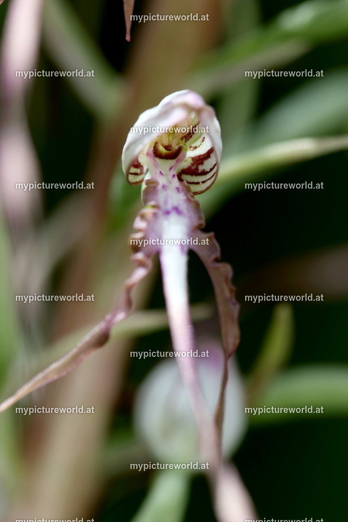 Adriatische Riemenzunge-005 | Das Bilderarchiv über Tiere, Planzen und Landschaften. In der Bilddatenbank finden Sie ein große Auswahl an hochwertigen Bilder für Ihre Werbung - Realisiert mit Pictrs.com