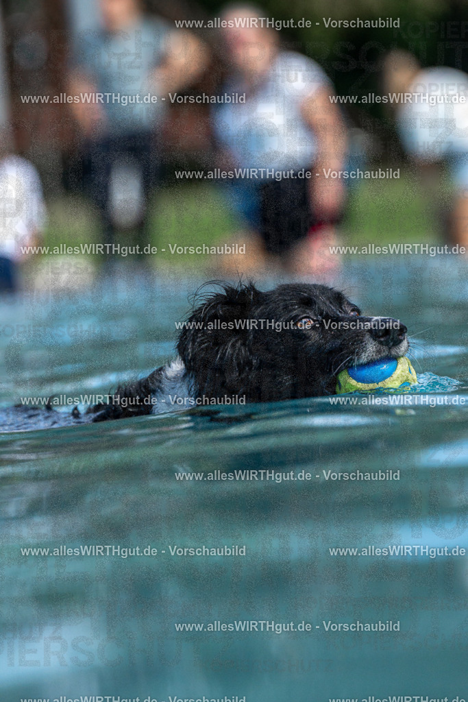 Hundeschwimmen_Volksbad_2026-allesWIRTHgut_Tierfotografie-2609061221-FAY06461 | Professionelle Tierfotografie in Mönchengladbach von Daniel Wirth (allesWIRTHgut). Liebevolle & natürliche Bilder von Hunden & Katzen für unvergessliche Erinnerungen.