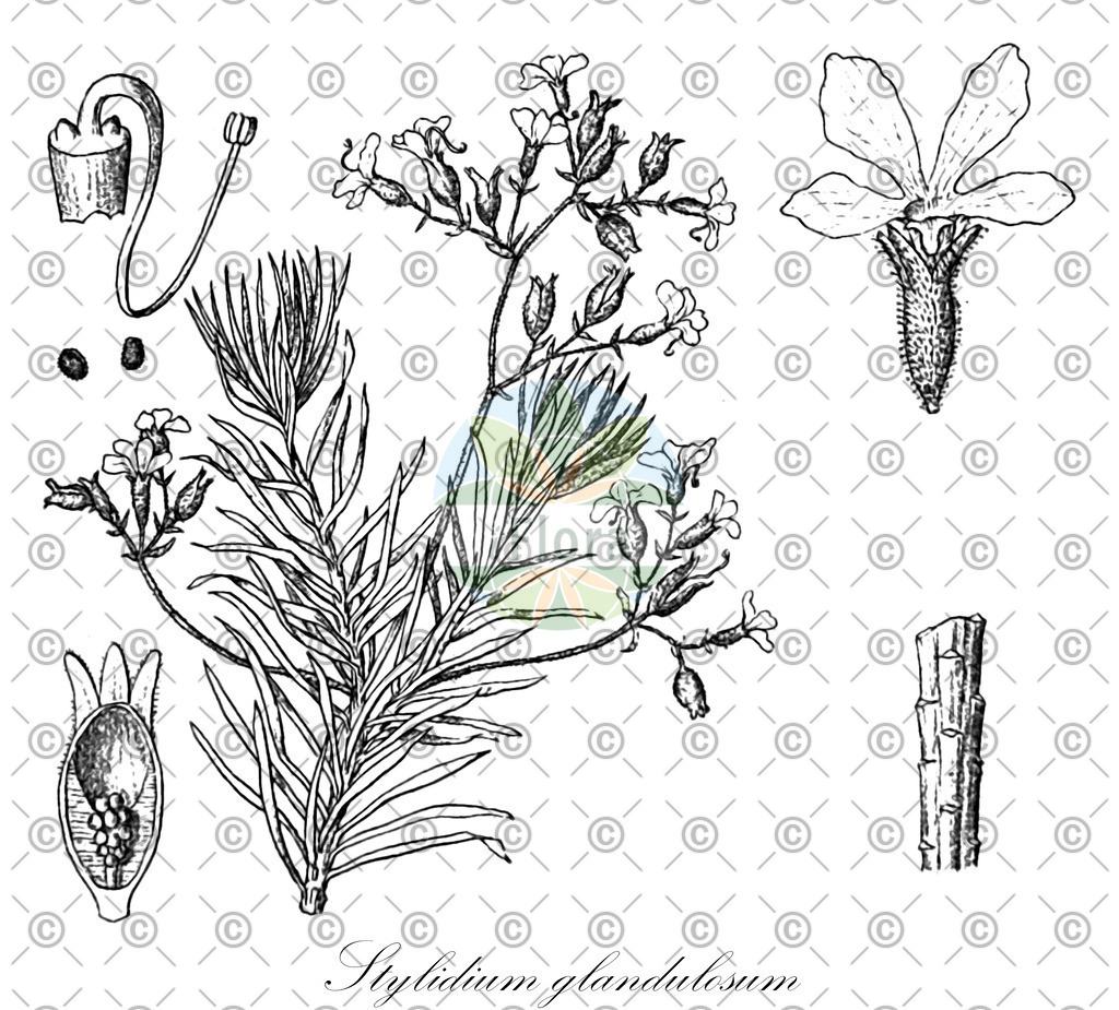 HistAbb_wfo-0001219024_1_ENZY_Simple | Historische Abbildung von Stylidium glandulosum - Stylidiaceae | Historical Illustration of Stylidium glandulosum - Stylidiaceae