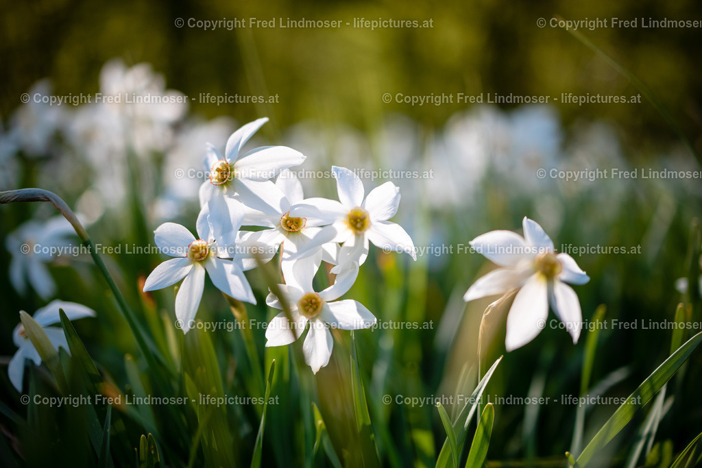 Narzissenblute 03062021-5617 | Fotos und Fotoprodukte - Realisiert mit Pictrs.com