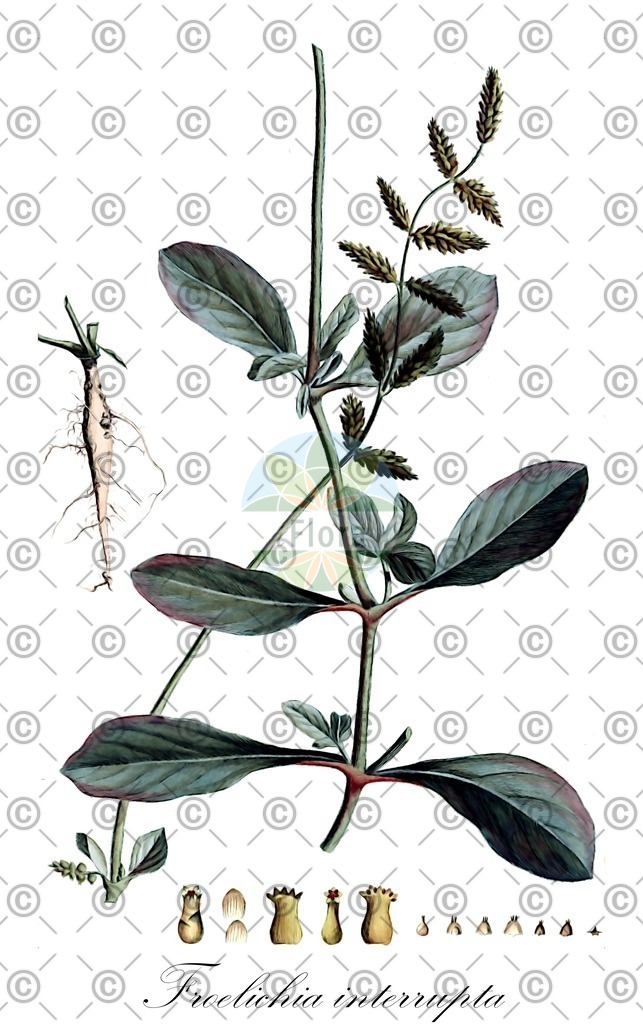 HistAbb_wfo-0001200131_1_ENZY_Simple | Historische Abbildung von Froelichia interrupta - Amaranthaceae | Historical Illustration of Froelichia interrupta - Amaranthaceae